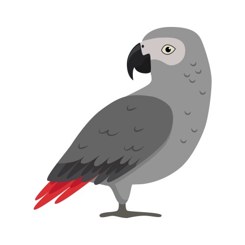 bestgreyparrot.com
