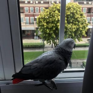 Eli African grey
