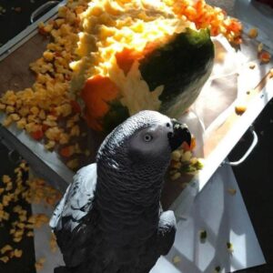 Lucy African grey parrot