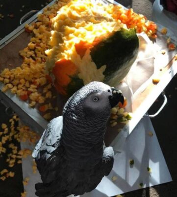 Lucy African grey parrot