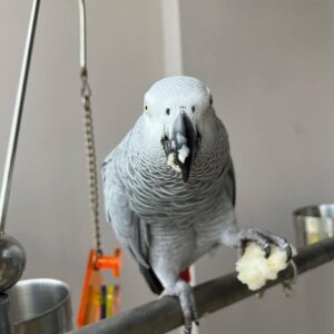 Apa African grey parrot