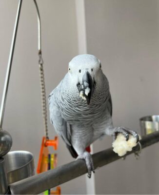Apa African grey parrot