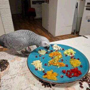 Anna African grey parrot