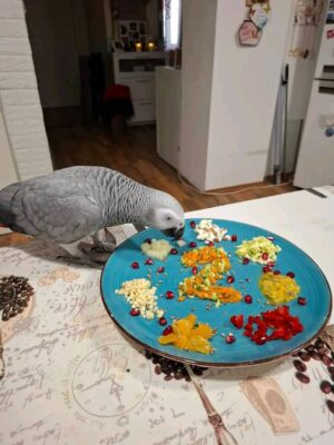 Anna African grey parrot