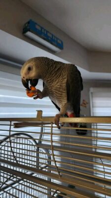 Leo African grey parrot