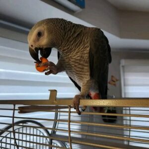 Leo African grey parrot