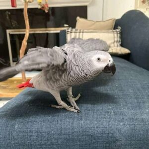 Jullie African grey parrot
