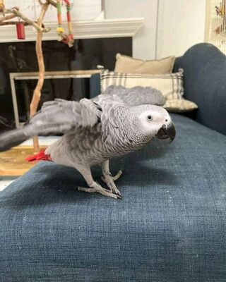 Jullie African grey parrot